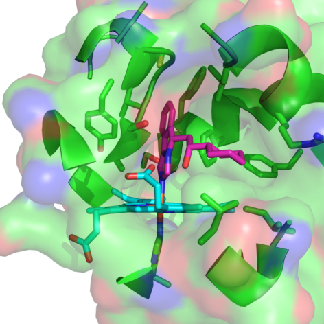 IDO binding site IDO binding site