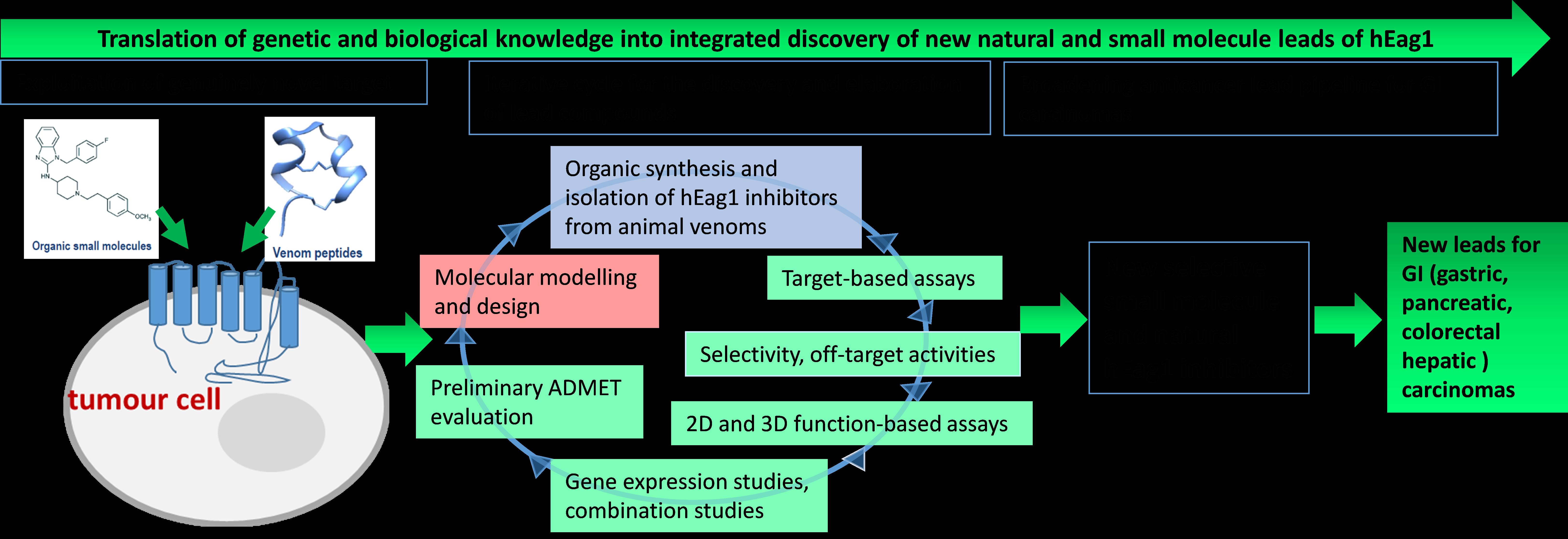 Discovery and mechanism of action of novel hEag1 potassium channel lead molecules with anti-cancer activity abstract