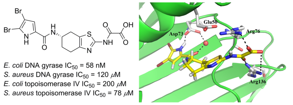 DNA gyrase inhibitors DNA gyrase inhibitors