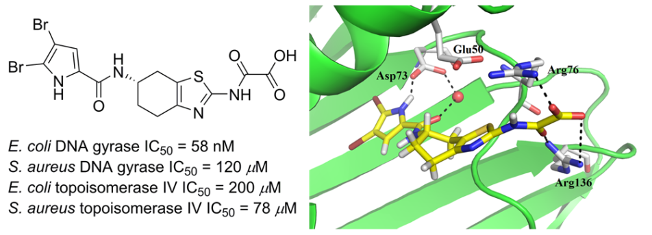 DNA gyrase inhibitors