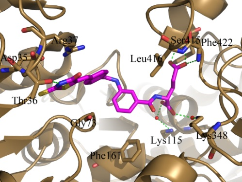 MurD in complex with inhibitor