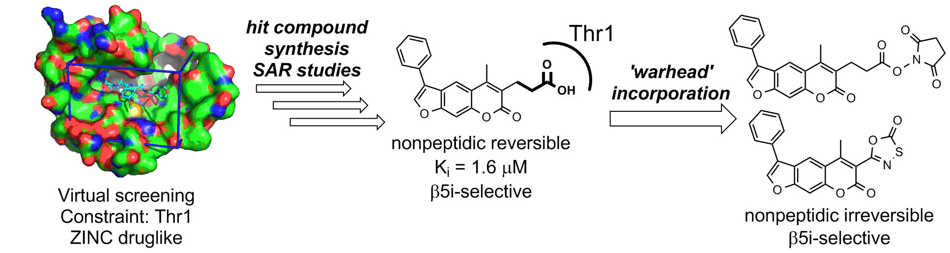 Selective inhibitors of immunoproteasome Selective inhibitors of immunoproteasome